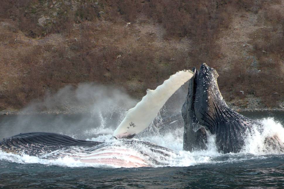 Best time for Whale Safari in Norway