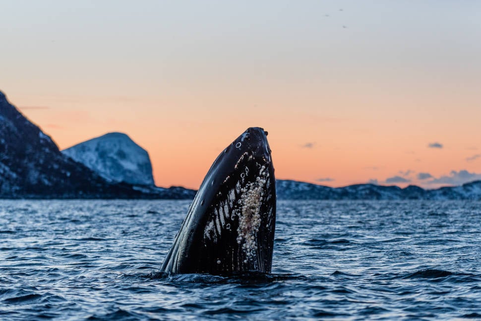 Whale Safari in Norway - Best Season