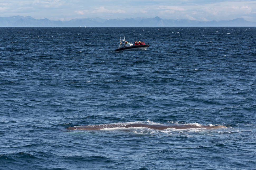 Best time to see Whale Safari