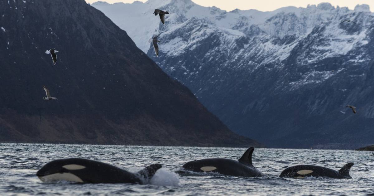 Whale Safari in Norway - Best Time