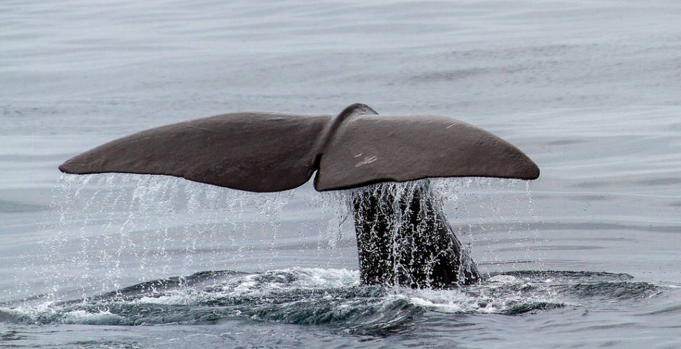 Best time to see Whale Safari in Norway