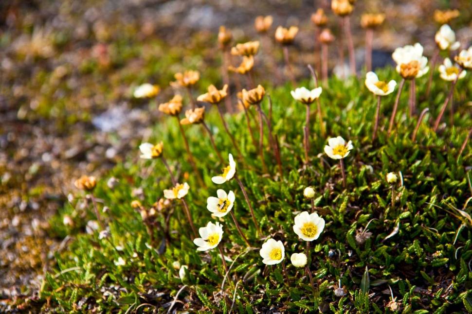 Best time for Wild Flowers