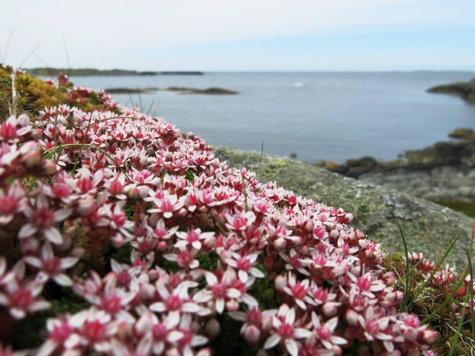 Wild Flowers in Norway - Best Season