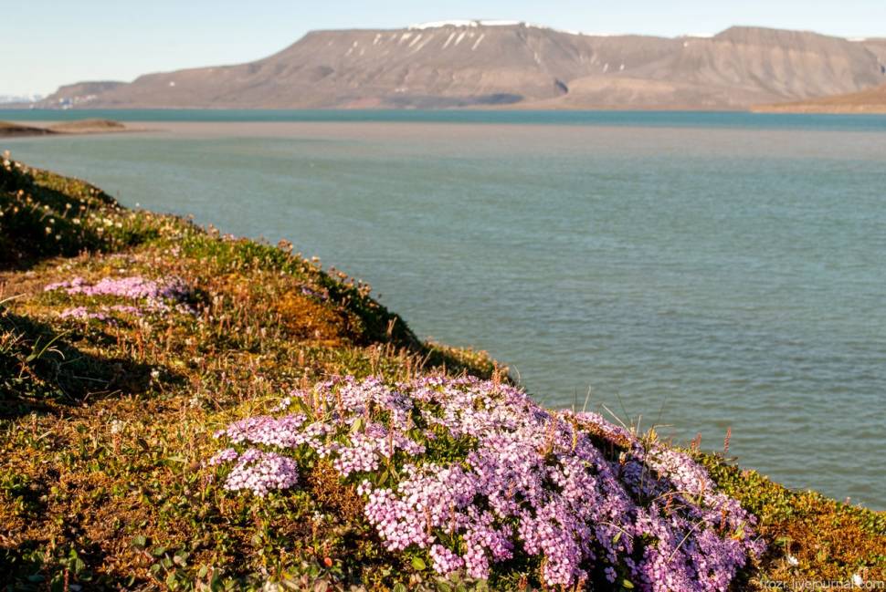 Best time to see Wild Flowers in Norway
