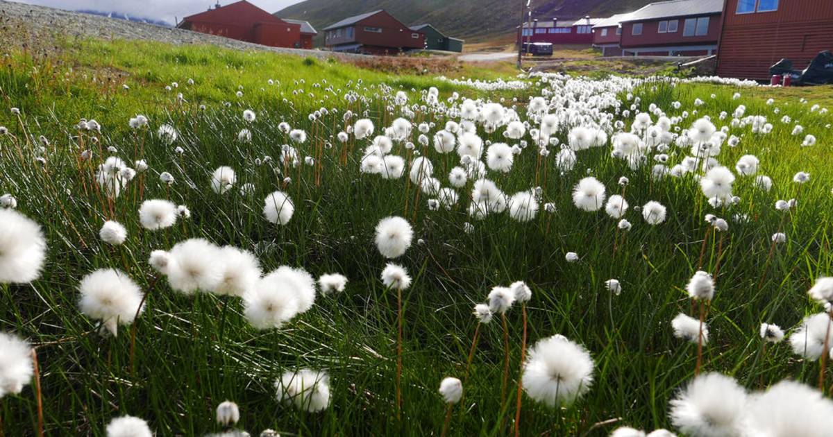 Wild Flowers in Norway - Best Time