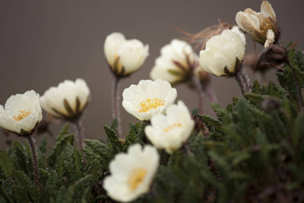 Best time to see Wild Flowers