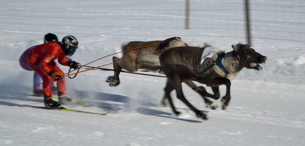Best time to see World Reindeer Racing Championships