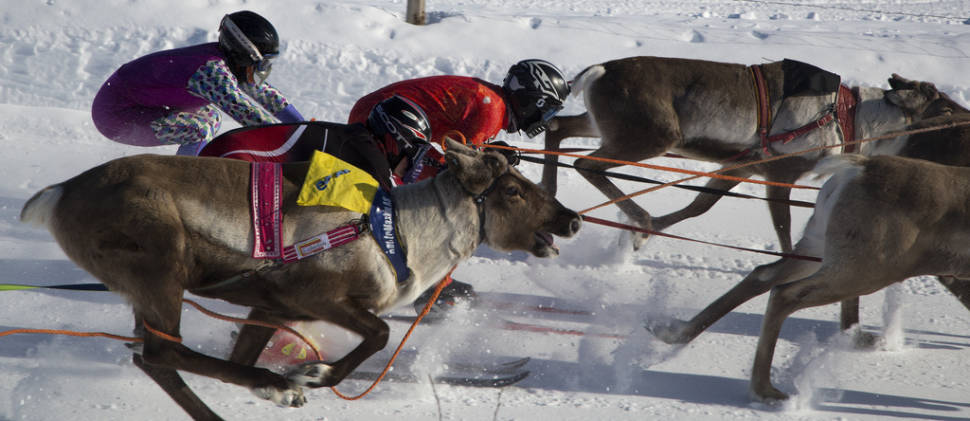 Best time for World Reindeer Racing Championships