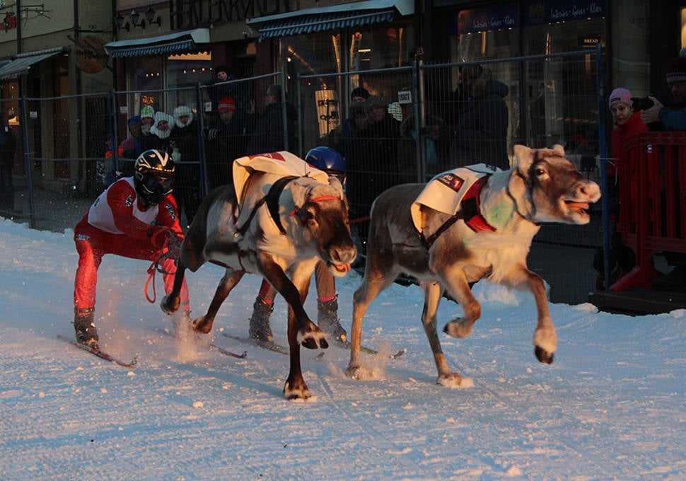 The reindeer can run up to 60 km/h