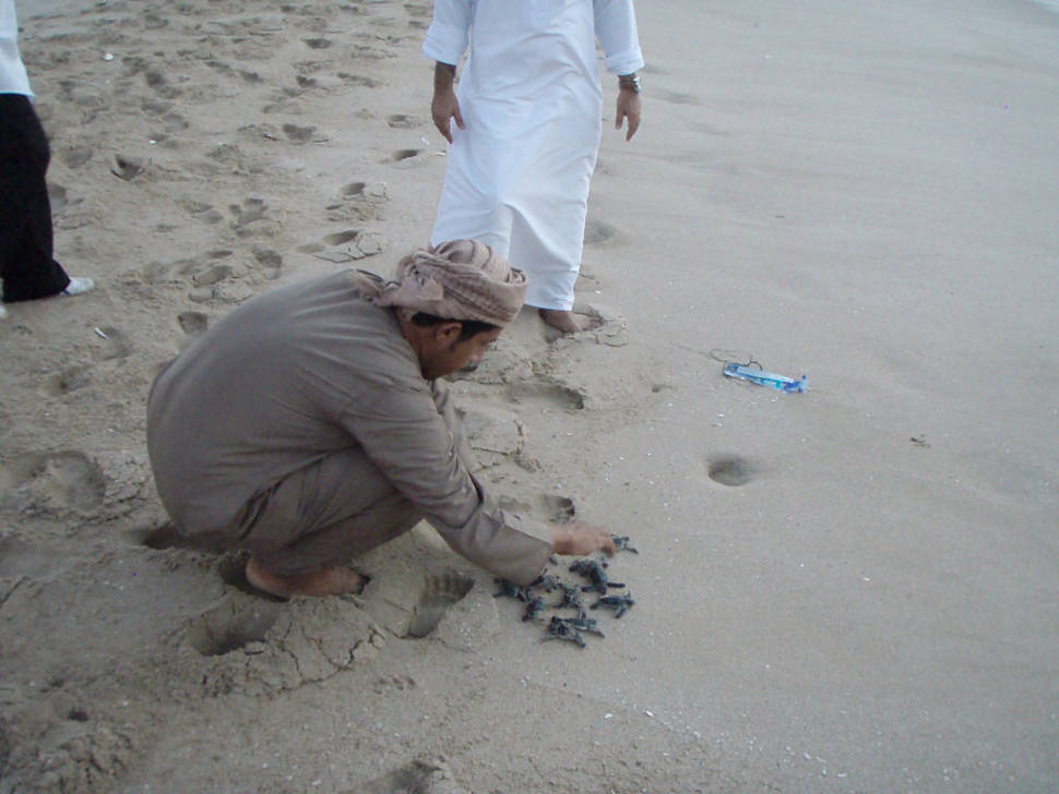 Baby turtles being released at Ras al-Jinz turtle reserve. These ones had been picked up from a car park by local fishermen