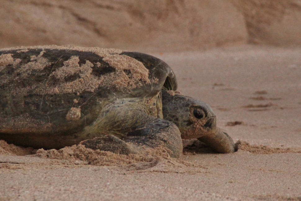 Turtle at Ras Al Hadd