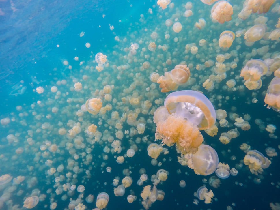 Jellyfish Lake in Palau - Best Season