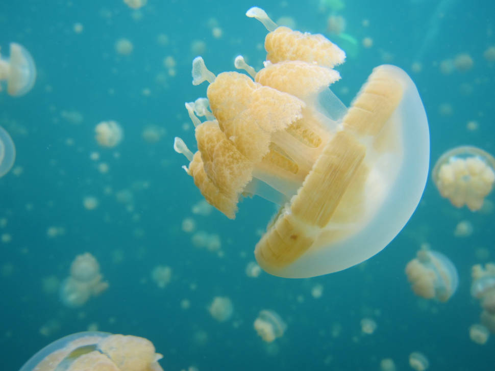 Best time to see Jellyfish Lake in Palau