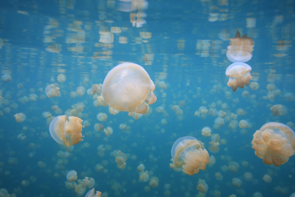 Best time for Jellyfish Lake in Palau
