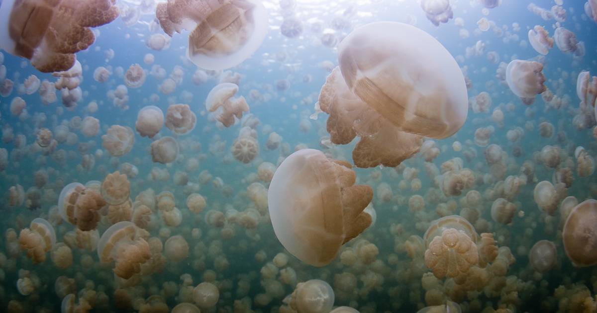 Jellyfish Lake in Palau - Best Time