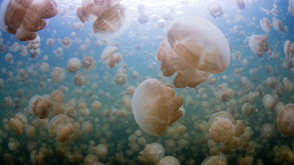 Jellyfish Lake in Palau - Best Time