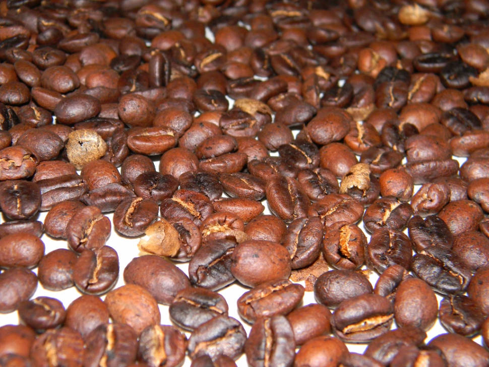 Best time to see Coffee Picking Season in Panama