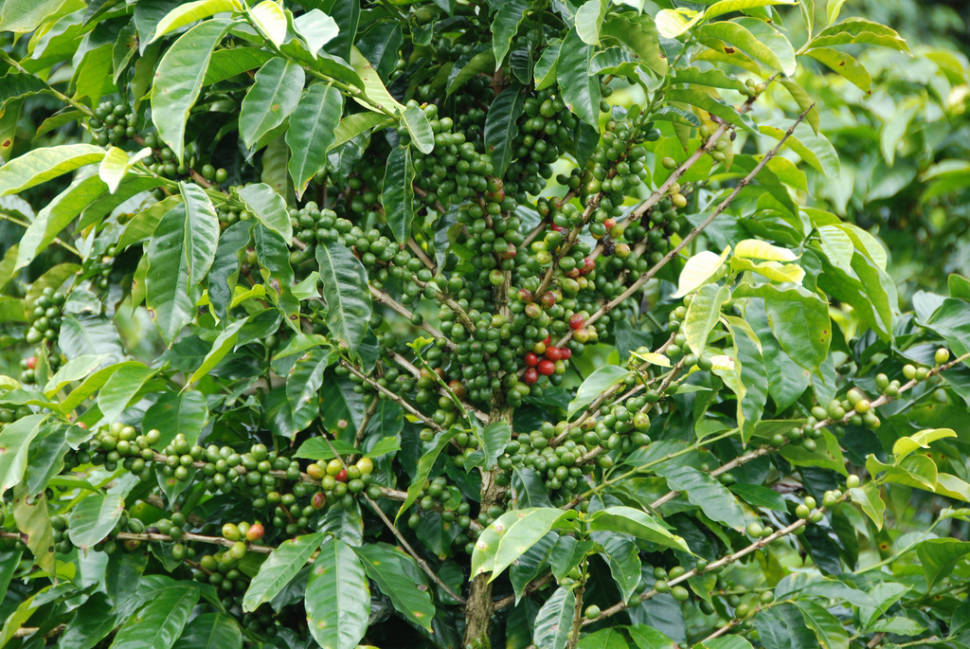 Coffee Picking Season in Panama - Best Season