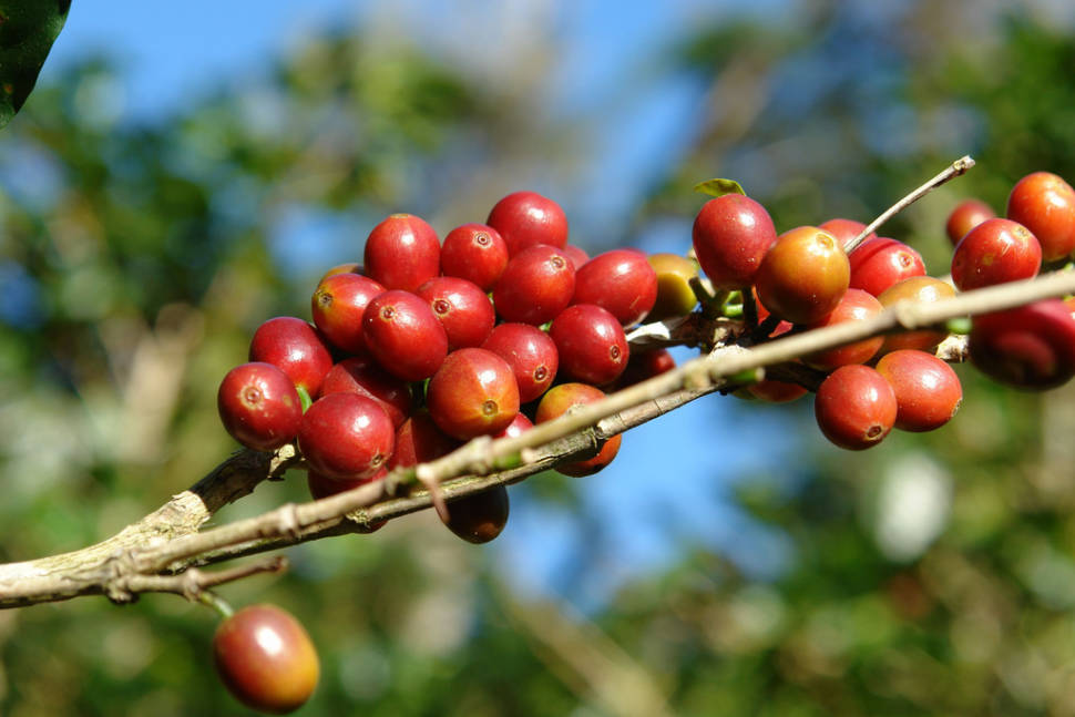 Best time for Coffee Picking Season in Panama