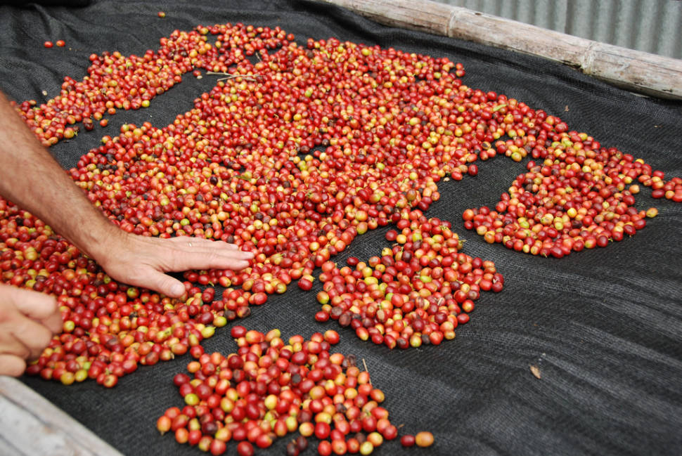 Coffee Picking Season in Panama - Best Time