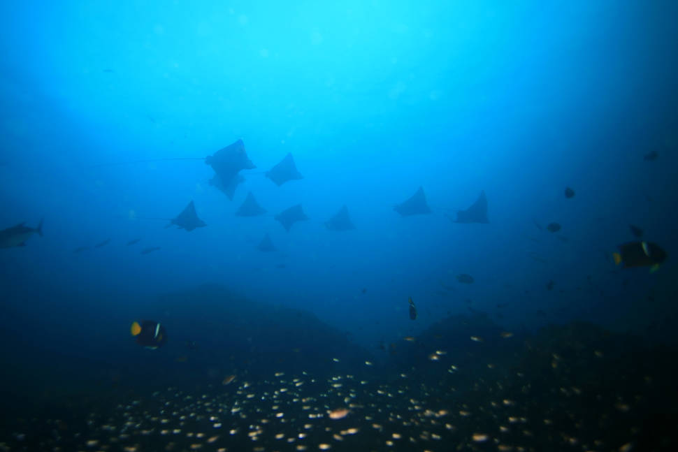 Best time for Diving and Snorkelling in Panama