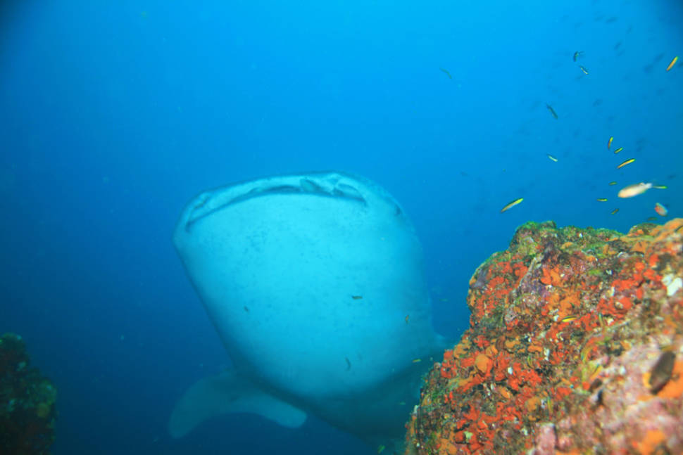 Diving and Snorkelling in Panama - Best Season