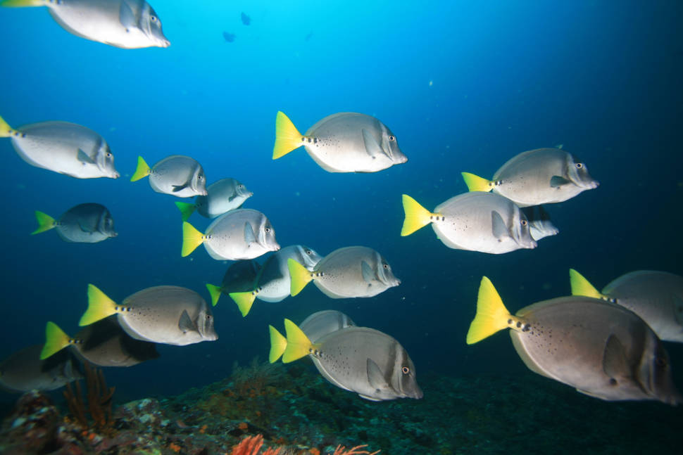 Best time to see Diving and Snorkelling in Panama