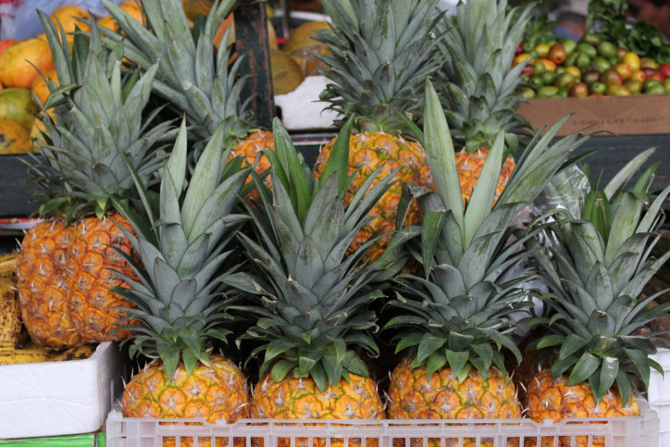 Fruits Season (Dry Season) in Panama - Best Time