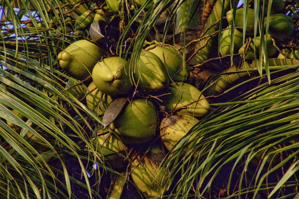 Coconuts