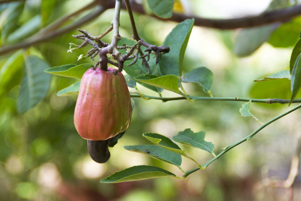 Cashew apples