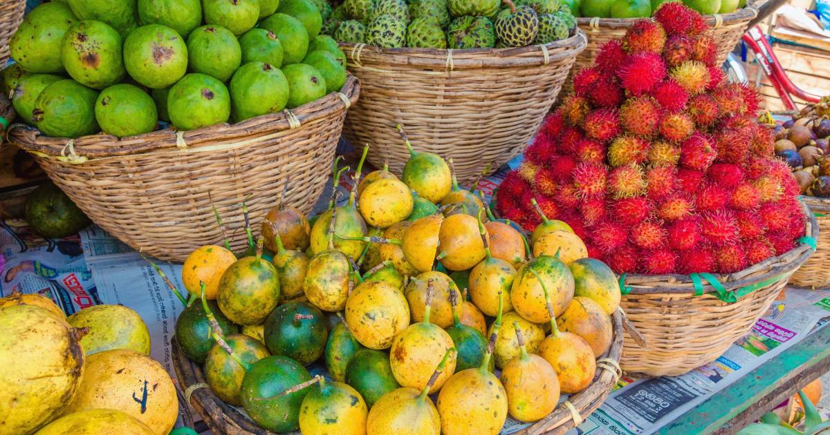 Fruits Season (Rain Season) in Panama - Best Time
