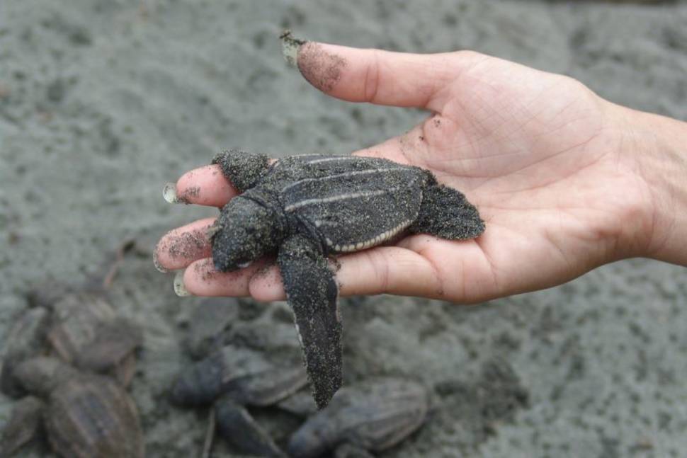Watching Sea Turtles in Panama - Best Season