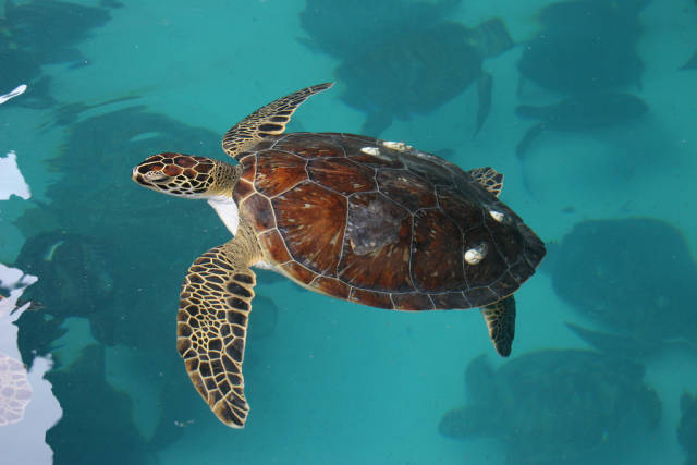 Watching Sea Turtles in Panama - Best Time