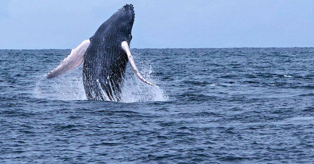 Whale Watching in Panama - Best Time