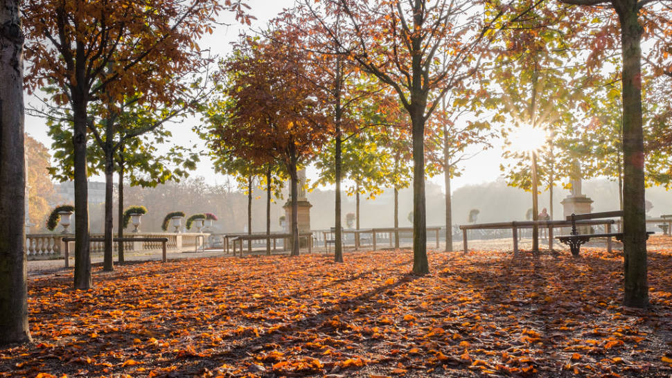 Parks and Gardens in Autumn Foliage in Paris - Best Time