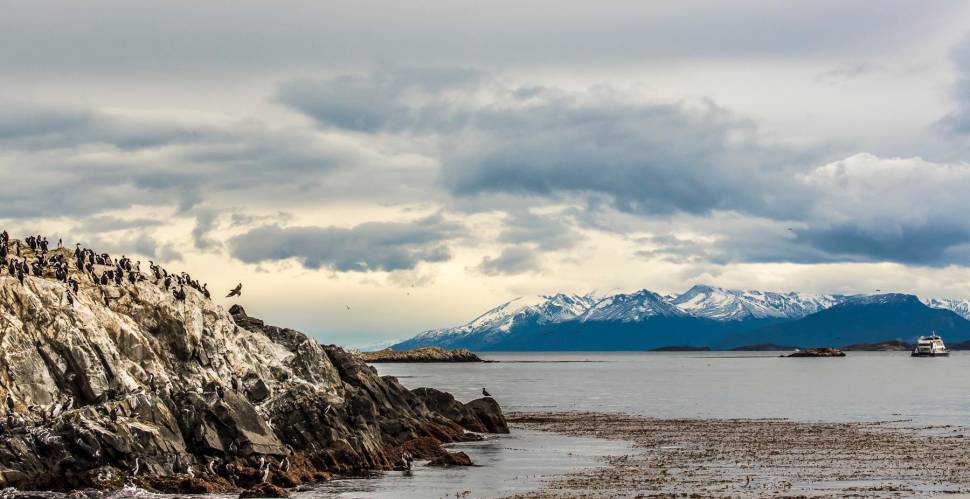 Seabirds of the Beagle Channel