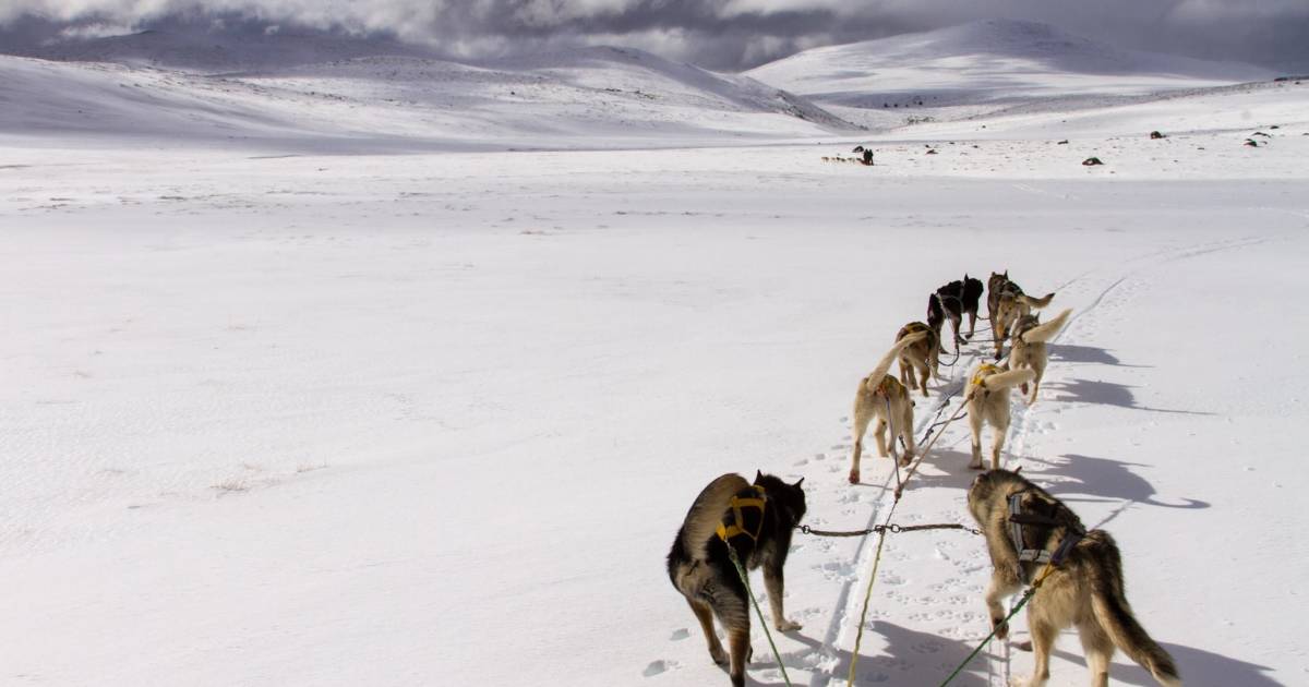 Dog Sledding in Patagonia - Best Time