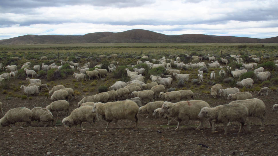 Best time to see Grazing Sheep in Patagonia