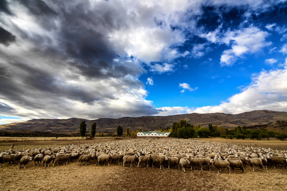 Best time for Grazing Sheep in Patagonia