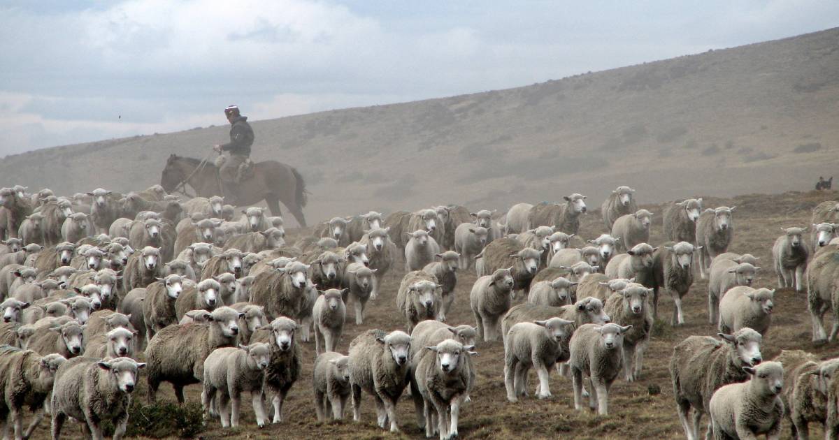Grazing Sheep in Patagonia - Best Time