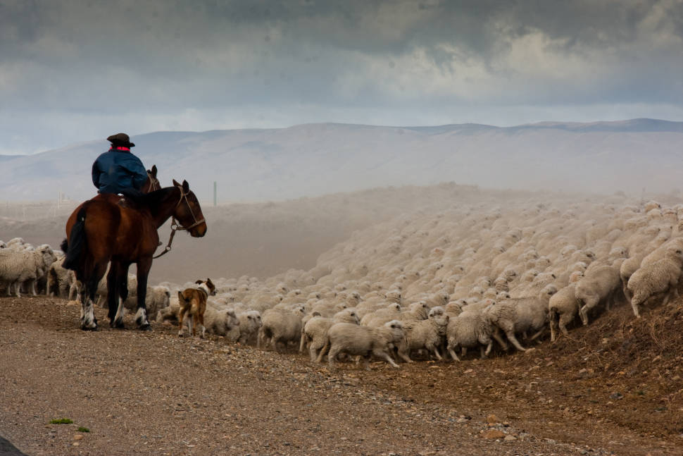 Grazing Sheep in Patagonia - Best Season