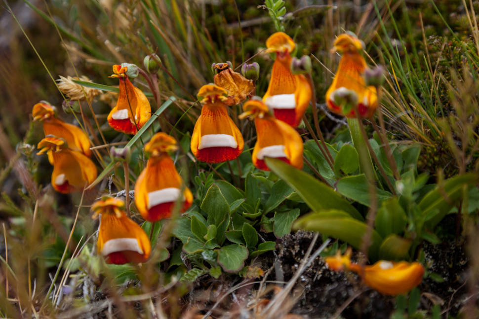 Lady's Slipper in Patagonia - Best Season