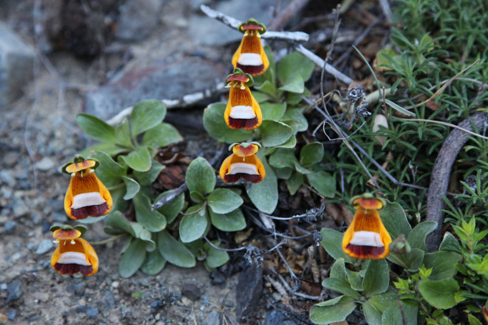 Lady's Slipper seen while hiking to Grey Glacier in Torres del Paine National Park, Chile
