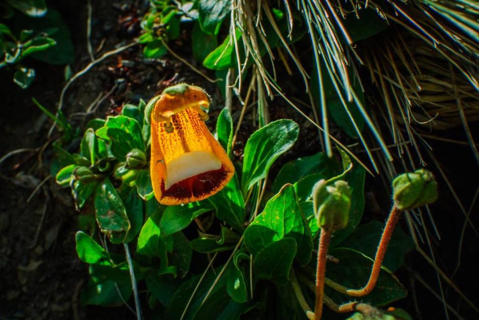 Calceolaria uniflora