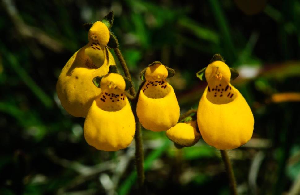 Calceolaria biflora, genus Calceolaria