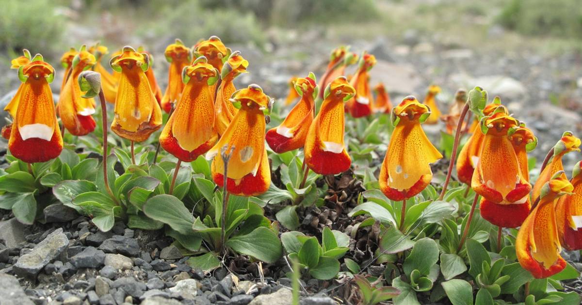 Lady's Slipper in Patagonia - Best Time