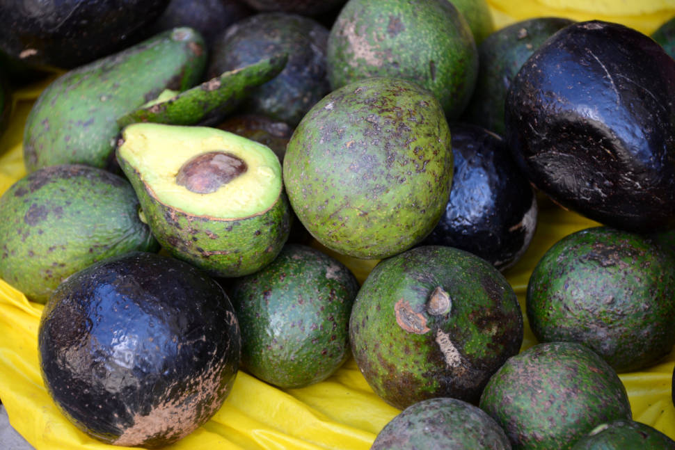 Avocado in Peru - Best Season
