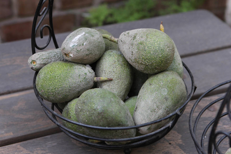 Avocado in Peru - Best Time