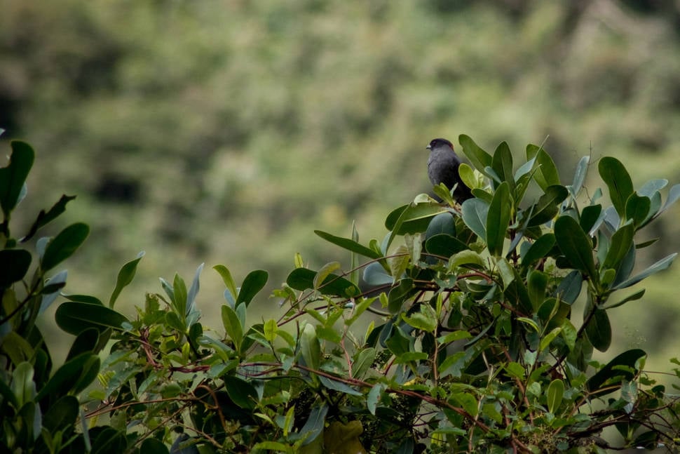 Red-crested cotinga