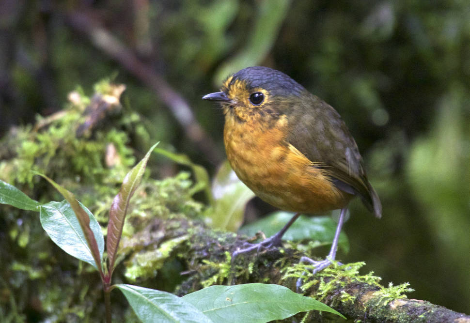 Slate-crowned Antpitta